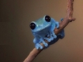 Small Fact Frog