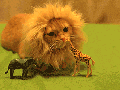 Rawr, I am the king
