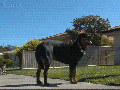 Skateboarding cat