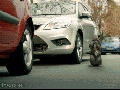 A**hole cat is an a**hole