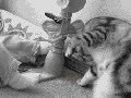 Cat-cid trip