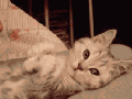 Fully posable kitty