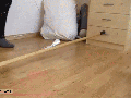 Graceful kitty
