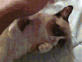 Grumpy Cat's smile