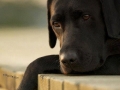 Dog Problems