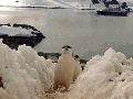 Do the penguin strut
