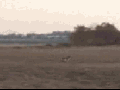Eagle takes down a deer