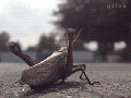 Grasshopper aviation