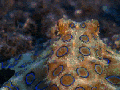 Blue Ring Octopus
