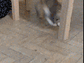 Cat vs ant