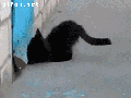 Cat helps dog escape