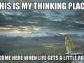 Contemplative dog