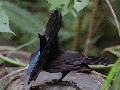 Bird doing a magic trick
