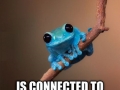 Small fact frog