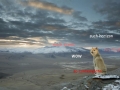 Contemplative Doge