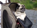 Pampered pug