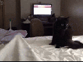 Incoming!