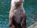 Just an otter meme