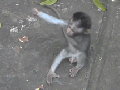 Monkey-hug!