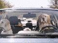 Bad dog!
