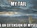 Contemplative Dog
