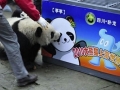 Panda Recognizes Cartoon