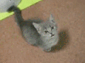 Begging for food