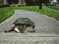 Super turtle