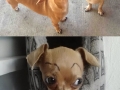 Dogs with eyebrows