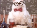 Chemistry Cat