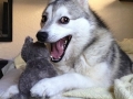 Pun dogs