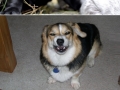 Dogs caught mid-sneeze