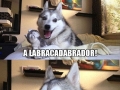 Pun dog