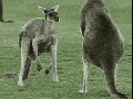 Kangaroo and balls