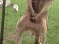 Kangaroo jacked