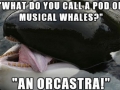 Musical whales