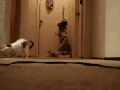Kittens turn on vacuum