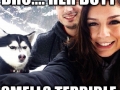 Jealous Husky