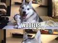 Wolf jokes