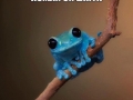 Small fact frog