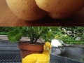 Funny looking vegetables
