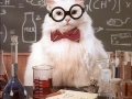 Chemistry Cat