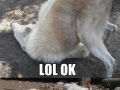 Dammit Moon Moon!