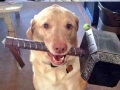 A dog with a hammer