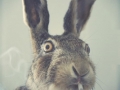 Drugs Bunny
