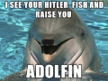 A Dolphin