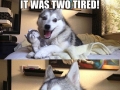 Pun dog
