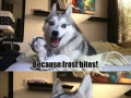 Pun dog