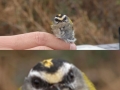 Britain's smallest bird