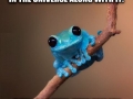 Small fact frog
